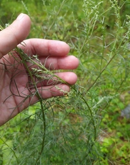 Artemisia abrotanum