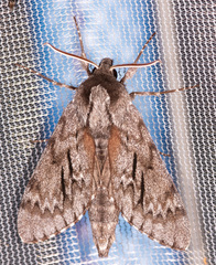 Lapara coniferarum
