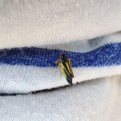 Evacanthus interruptus