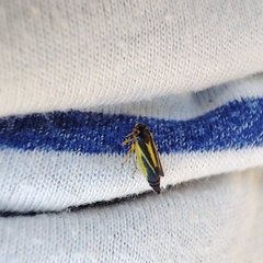 Evacanthus interruptus