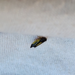 Evacanthus interruptus