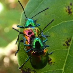 Chrysolina cerealis