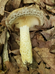 Lactarius subpalustris