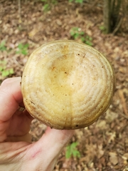 Lactarius subpalustris