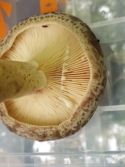 Lactarius subpalustris