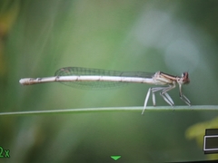 Platycnemis