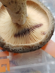 Lactarius subpalustris