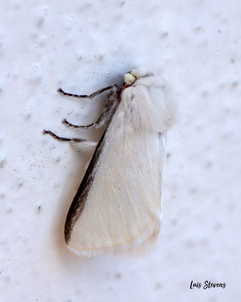 Norape laticosta