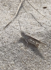 Trimerotropis maritima