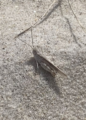 Trimerotropis maritima