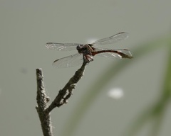 Aphylla angustifolia