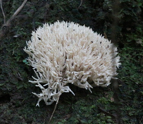 Scytinopogon image