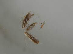 Phyllonorycter blancardella