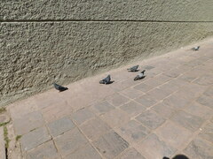 Columba livia domestica