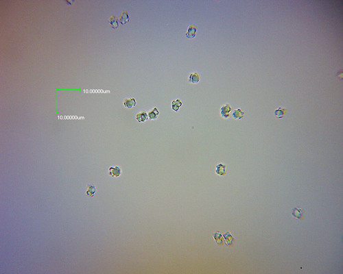 Scytinopogon pallescens image