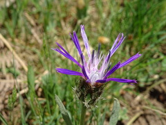 Centaurea graminifolia