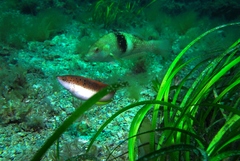 Austrolabrus maculatus