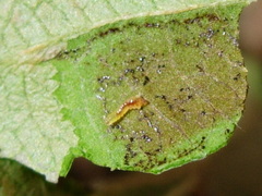 Phyllonorycter blancardella