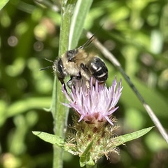 Anthophora terminalis