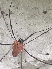 Leiobunum nigropalpi
