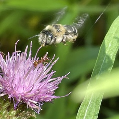 Anthophora terminalis