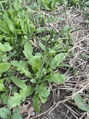 Capsella bursa-pastoris