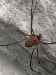 Leiobunum nigropalpi