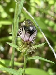 Anthophora terminalis