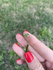 Capsella bursa-pastoris