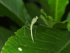 Sinomantis denticulata