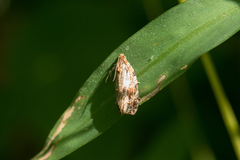 Phaecasiophora confixana