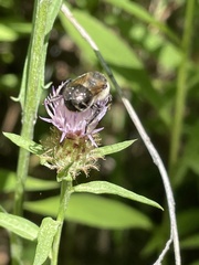 Anthophora terminalis