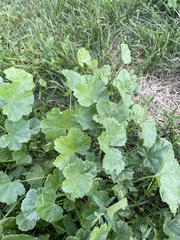 Malva pusilla