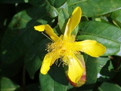 Hypericum