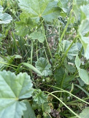 Malva pusilla