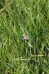 Allium praescissum