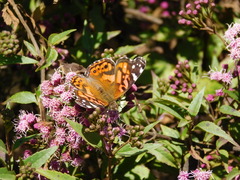 Vanessa altissima