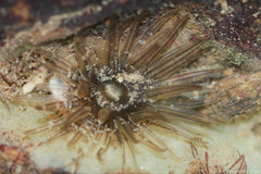 Anthopleura anjunae