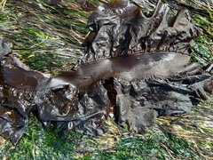 Pleurophycus gardneri