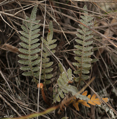 Pleopeltis bombycina