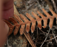 Pleopeltis bombycina