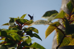 Urbanus proteus
