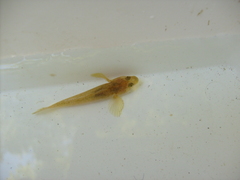Cottus gobio