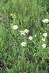 Cota triumfetti triumfetti