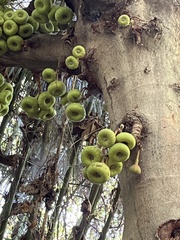 Ficus auriculata