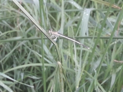 Platycnemis