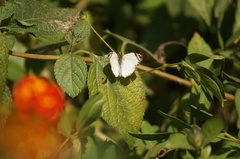Heliopetes laviana