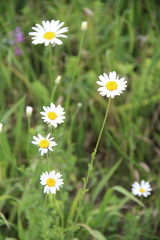 Cota triumfetti triumfetti