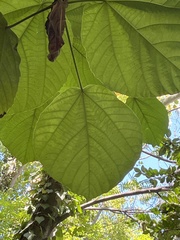 Ficus auriculata