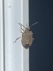 Insecta